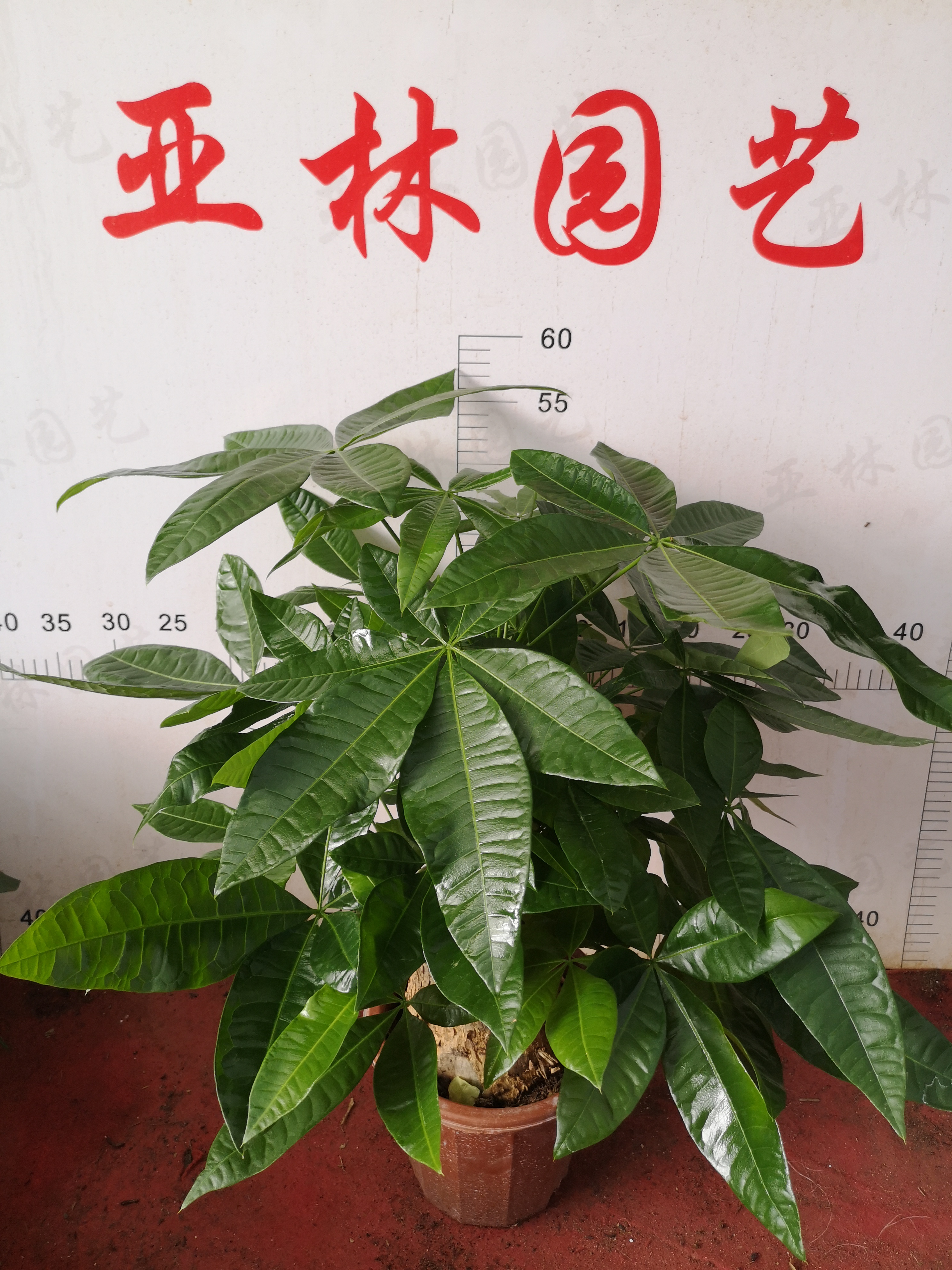 广东广州发财树250#懒人植物室内摆放迷你盆栽净化空气质量小绿植好养活