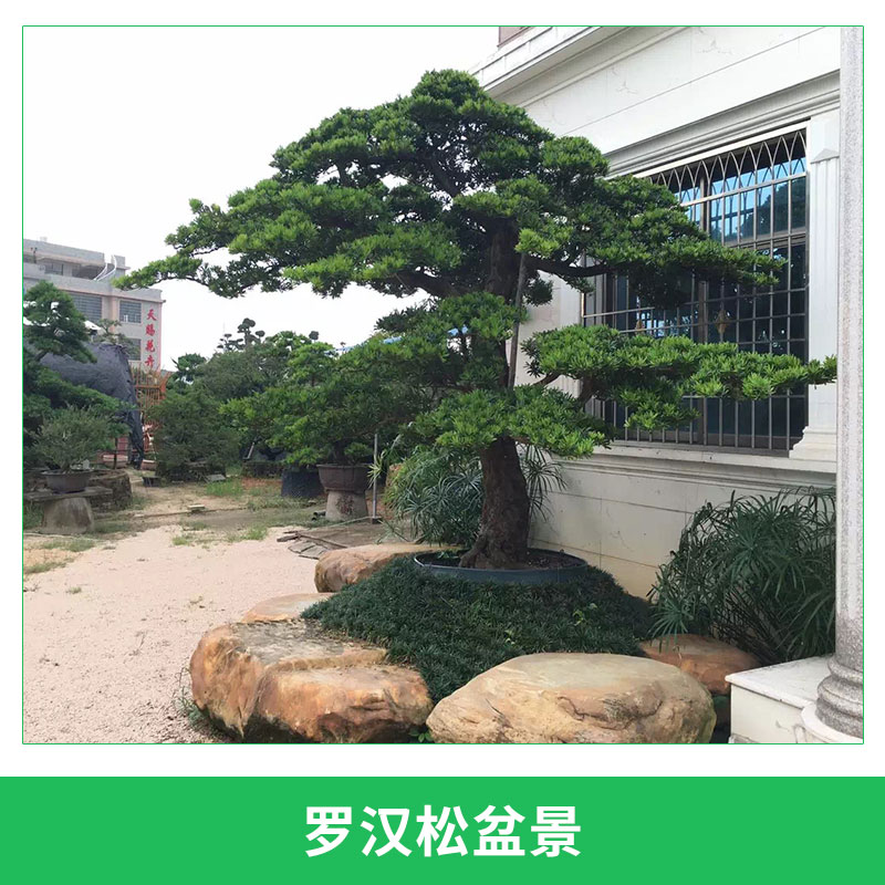 罗汉松盆景室内外造型绿植盆栽四季常青罗汉松树盆景