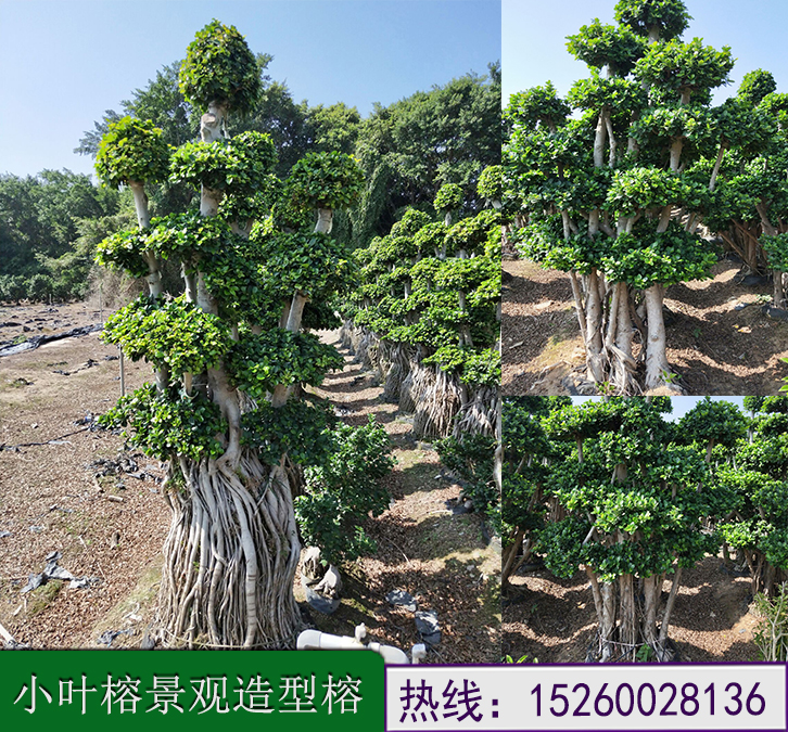 福建漳州绿植盆栽小叶榕 福建绿植盆栽小叶榕价格 福建绿植盆栽小叶榕哪家好 漳浦绿植盆栽小叶榕批发 漳浦绿植盆栽小叶榕厂家