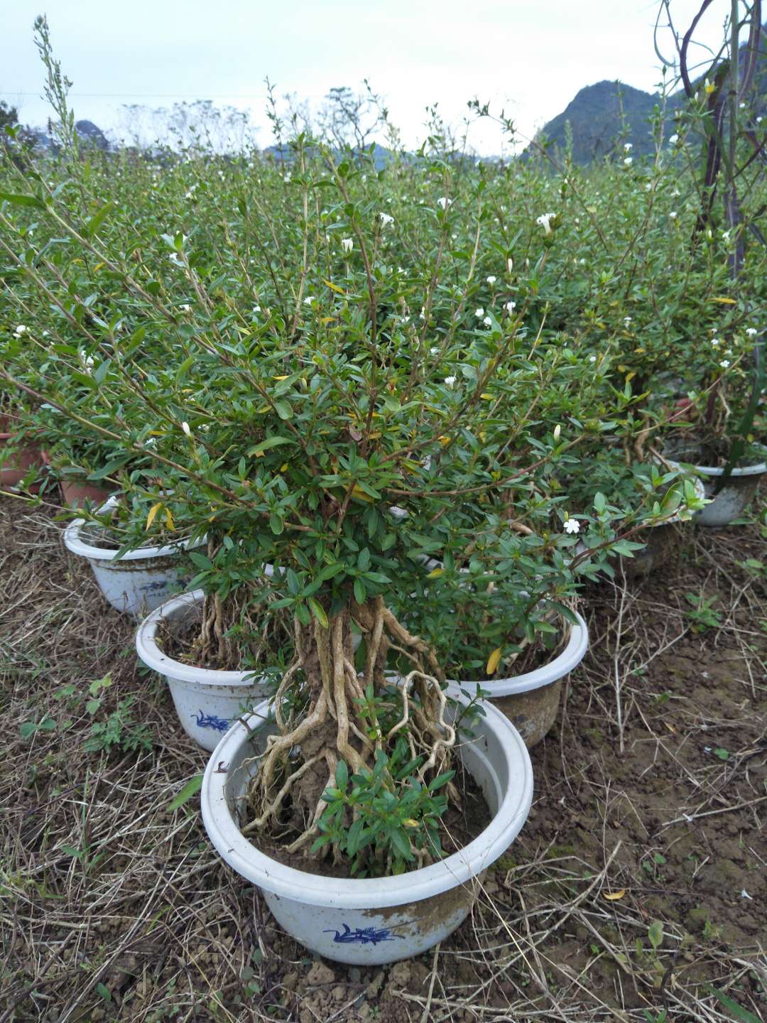 广西桂林阳台室内桌面趣味盆栽绿植花卉盆景 小盆栽绿植好养花卉六月雪