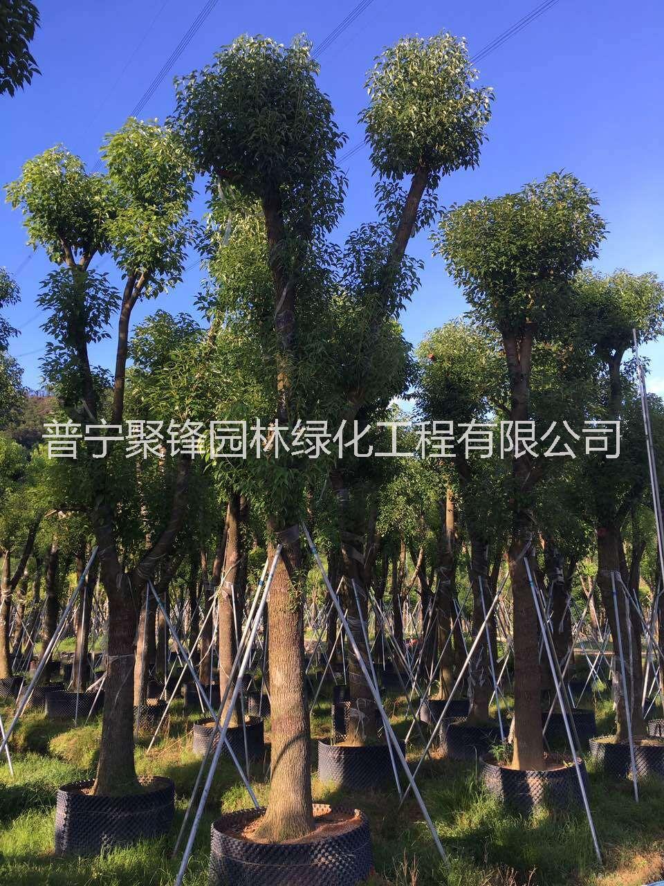 广东揭阳广东省香樟种植基地直销|揭阳市香樟优质供应商电话地址|普宁市香樟优势供应价格