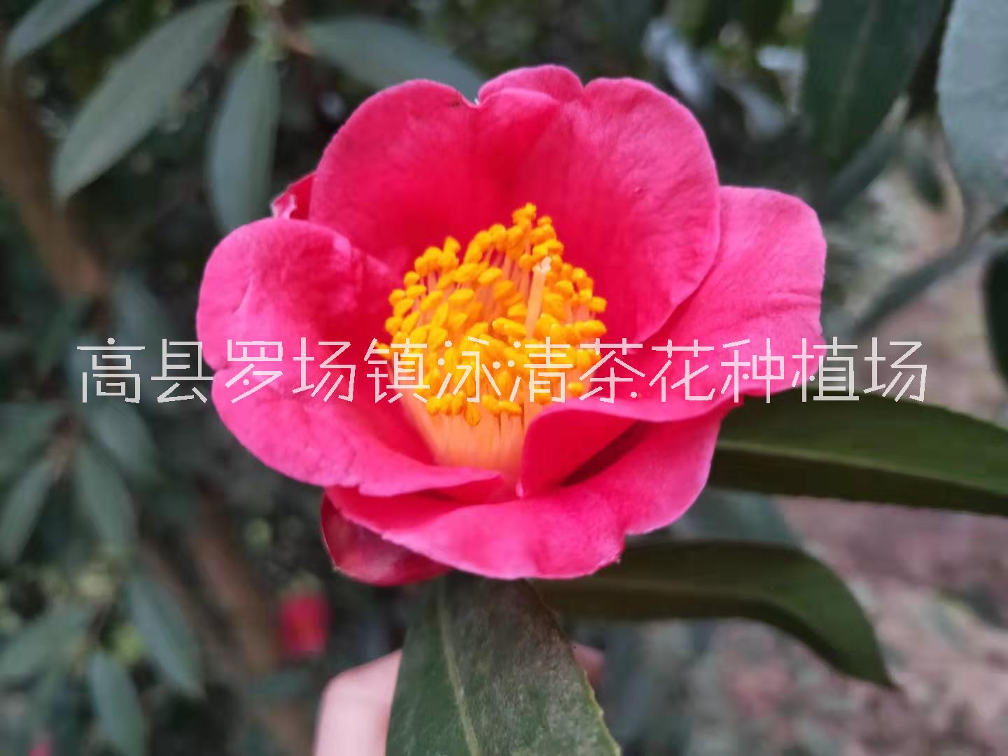 四川宜宾山茶花树苗室内外绿植庭院大型盆栽四季