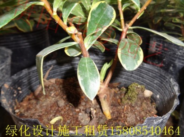 厂家直销室内盆栽绿植【金边瑞香】带花发货 盆栽花卉 瑞香花苗 花期超长