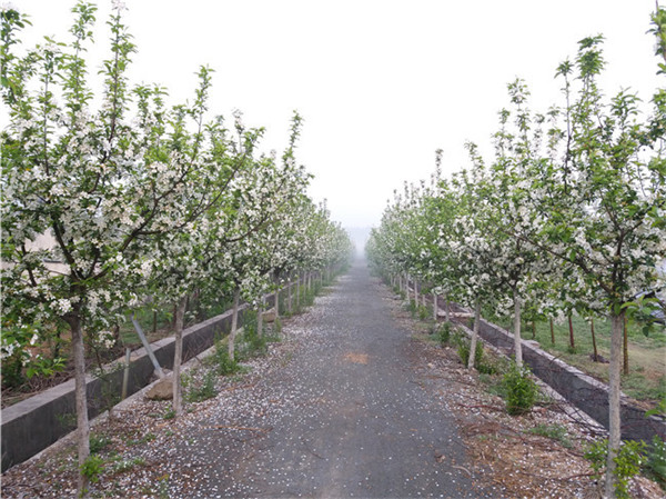 山东临沂临沂亿农苗木花卉(图)、绿植花卉基地、花卉基地