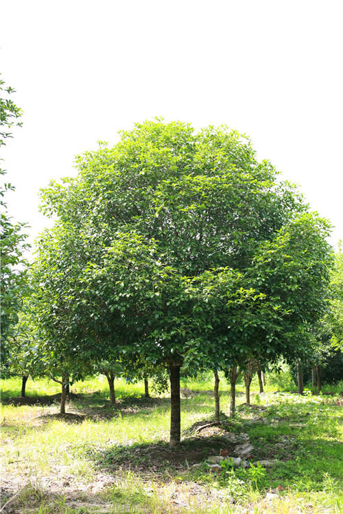 绿植花卉基地-豪克苗木-江都区花卉基地