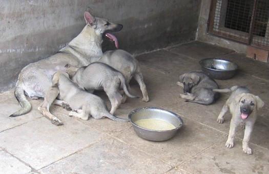 山东济宁供应河南特种狼青犬