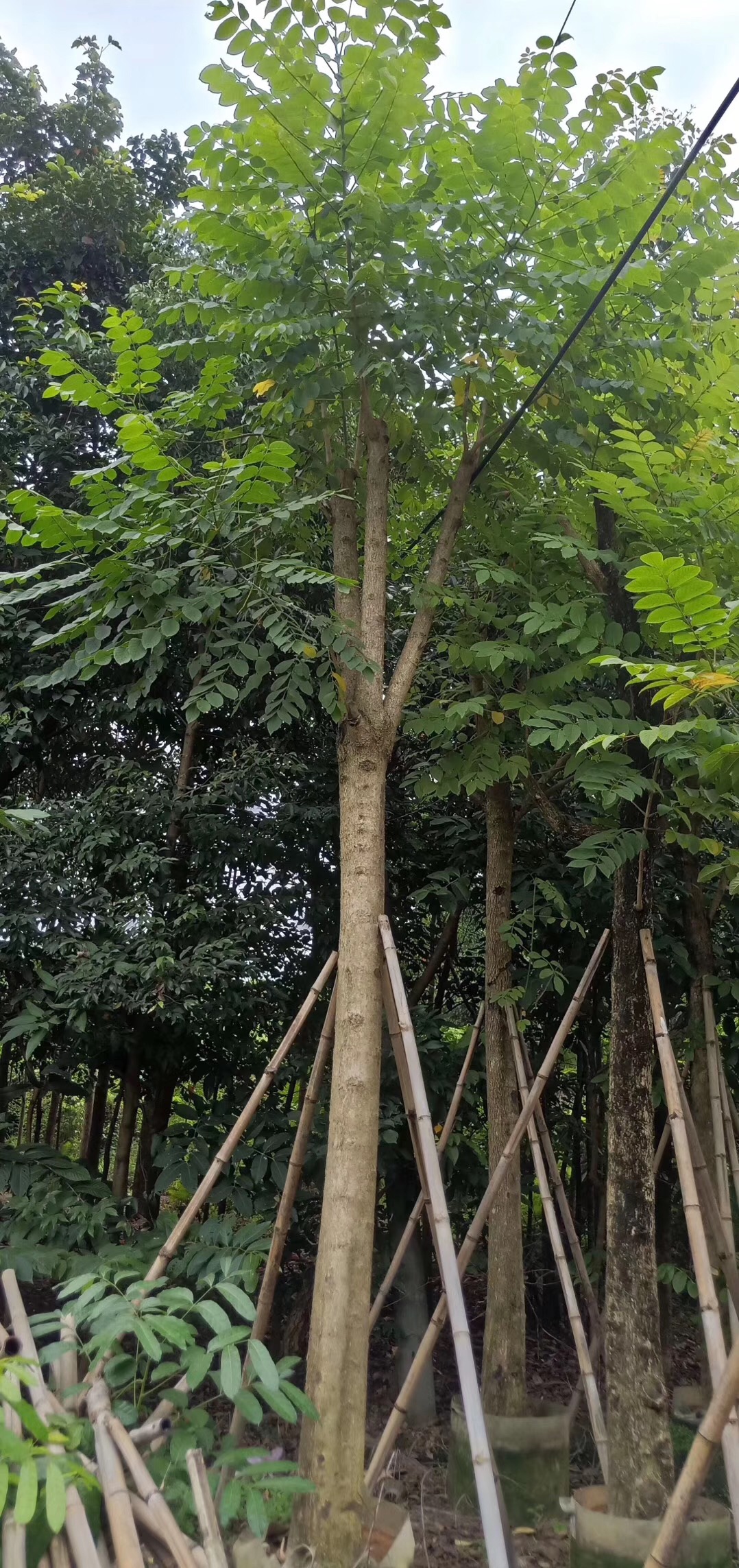 河北衡水火焰木养殖方法 火焰木花期