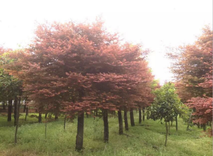 河北衡水江苏风景树 小区红 枫树 江苏红枫树 欢迎实地看树