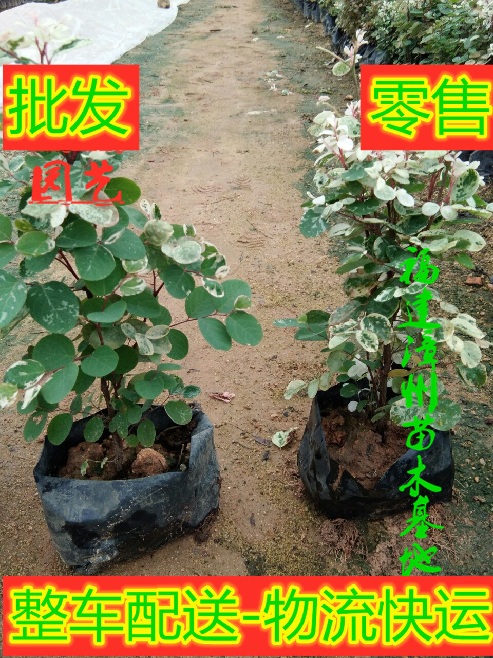 <-><->福建漳州雪花木基地厂家批发价格电话