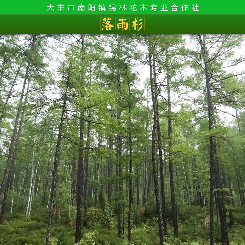 江苏盐城大丰锦林花木专业合作社落雨杉苗木庭院绿化水景树种落羽杉树苗批发