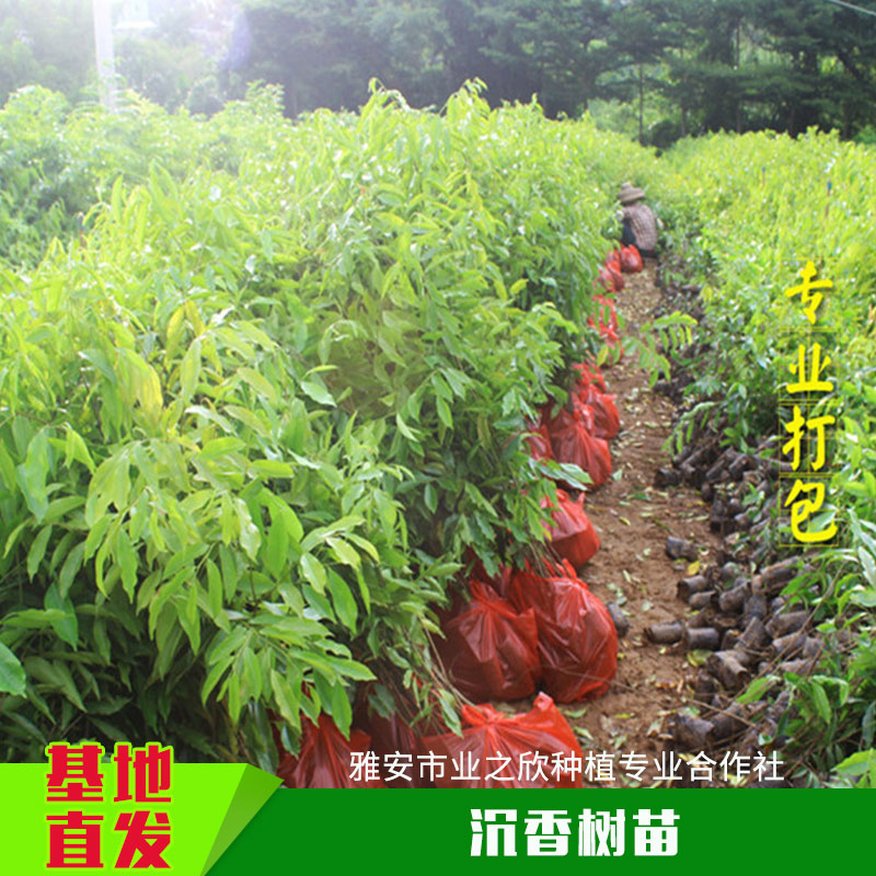 河北邢台植物种植苗木沉香树苗带土容器沉香杯苗一年生/多年生小苗批发