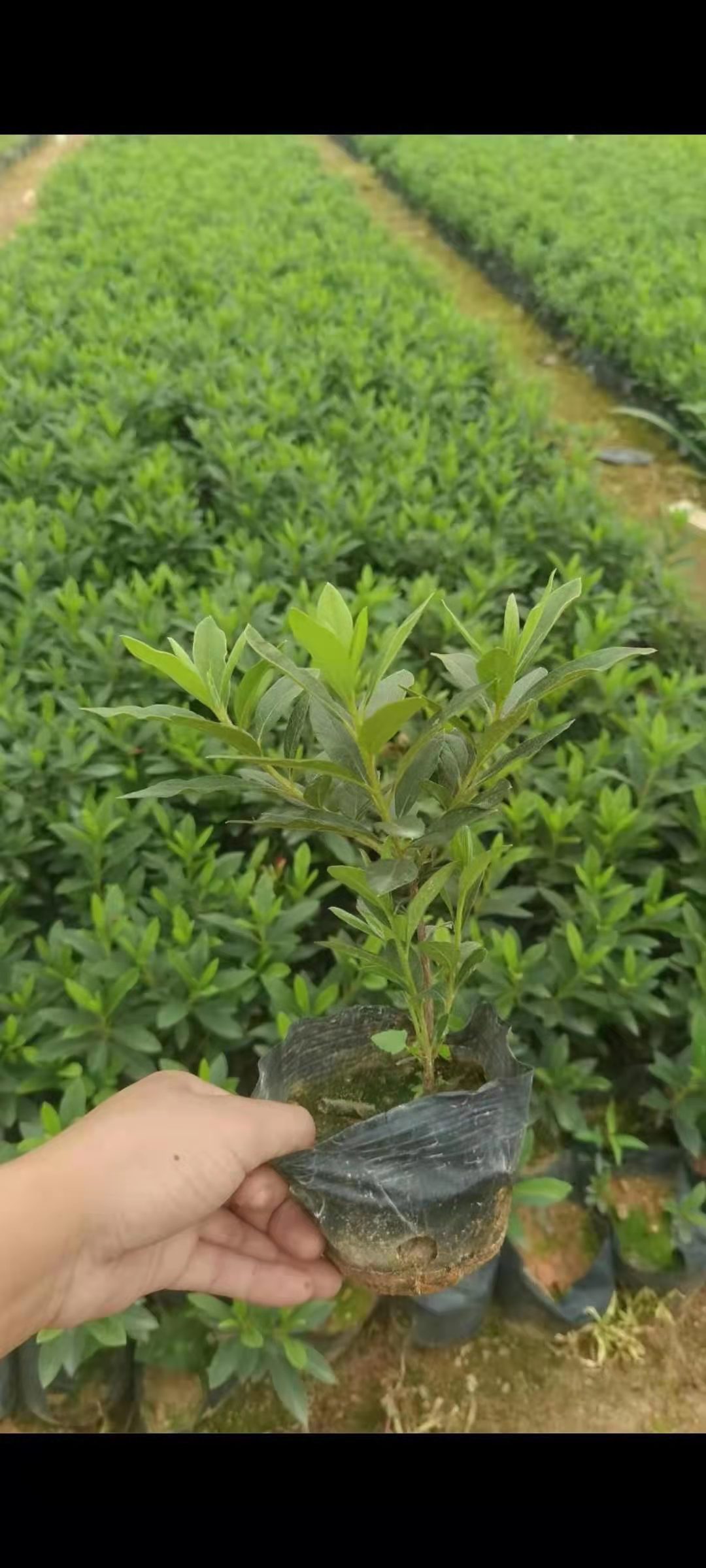 河北邢台大量供应绿化植物毛杜鹃花袋苗 毛杜鹃容器苗 锦绣杜鹃