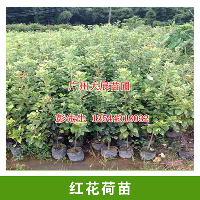 广东广州基地直销红花荷树苗庭院园林景观树观花植物种苗红花荷容器杯苗