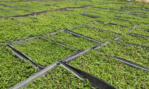 河北石家庄屋顶隔热草坪锦竹草铺地锦竹草用锦竹草做屋顶绿化效果真不错