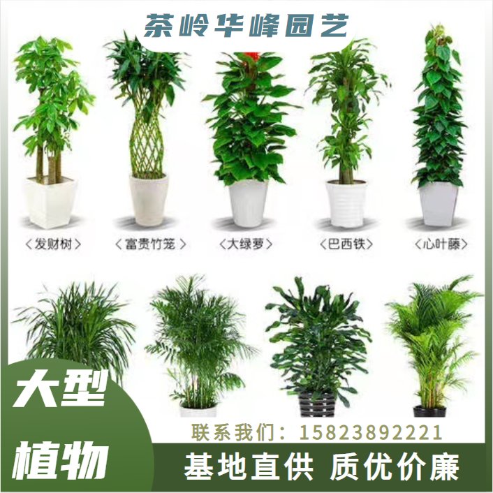 重庆重庆室内景观植物 绿化养护 大型植物盆栽 绿植租摆 天然空气净化器