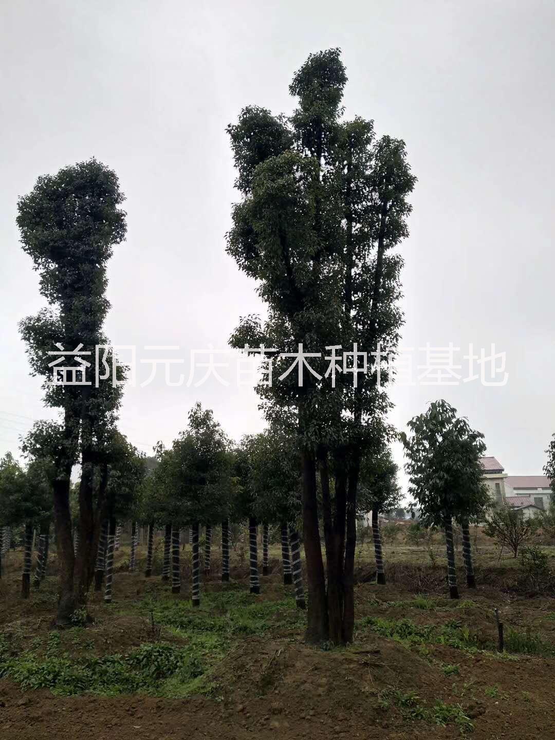 益阳全冠香樟，元庆苗木种植基地，全冠香樟报价批发