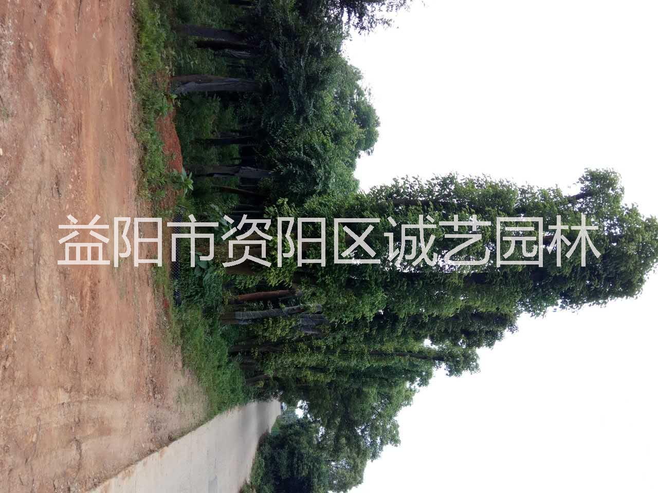 湖南小多秆香樟种植基地-批发价格