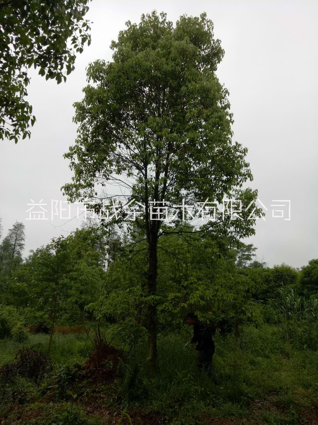 湖南香樟树丛生多杆直销/种植基地批发价格