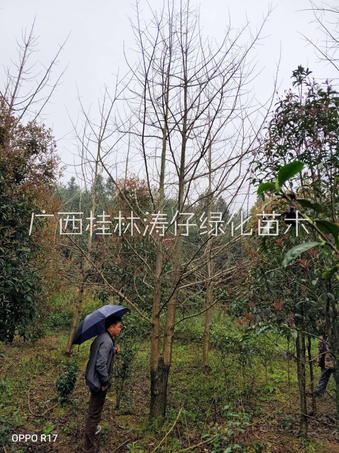 银杏报价，银杏供应商，银杏种植基地