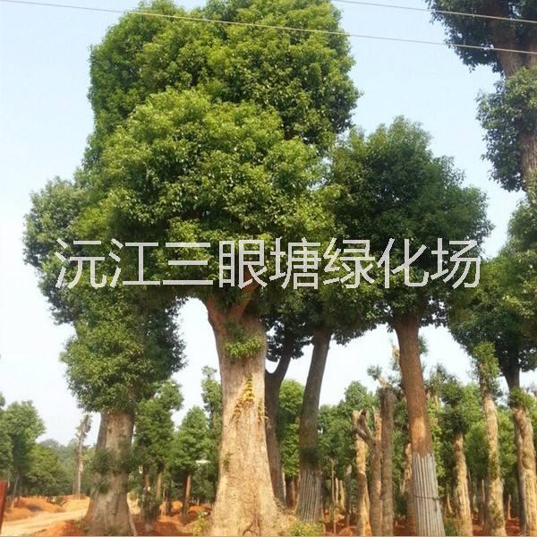 湖南香樟树种植基地|湖南香樟树报价|湖南香樟树批发价格