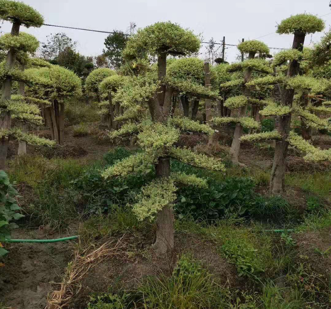 湖南专业培育多杆杨梅独特造育苗基地电话，长沙优质多杆杨梅独特造型订货电话，长沙多杆杨梅独特造型报价价格多少钱