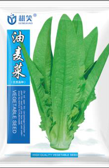 甘肃酒泉四季小尖叶油麦菜种子，抗病抗虫，耐热耐寒，蔬菜育种基地直供品种，甘肃种子厂家生产批发