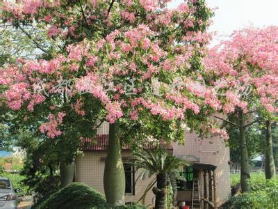 广西大腹木棉苗种植基地现货报价多少钱、大腹木棉苗批发价格【柳州绿宝园林绿化工程】