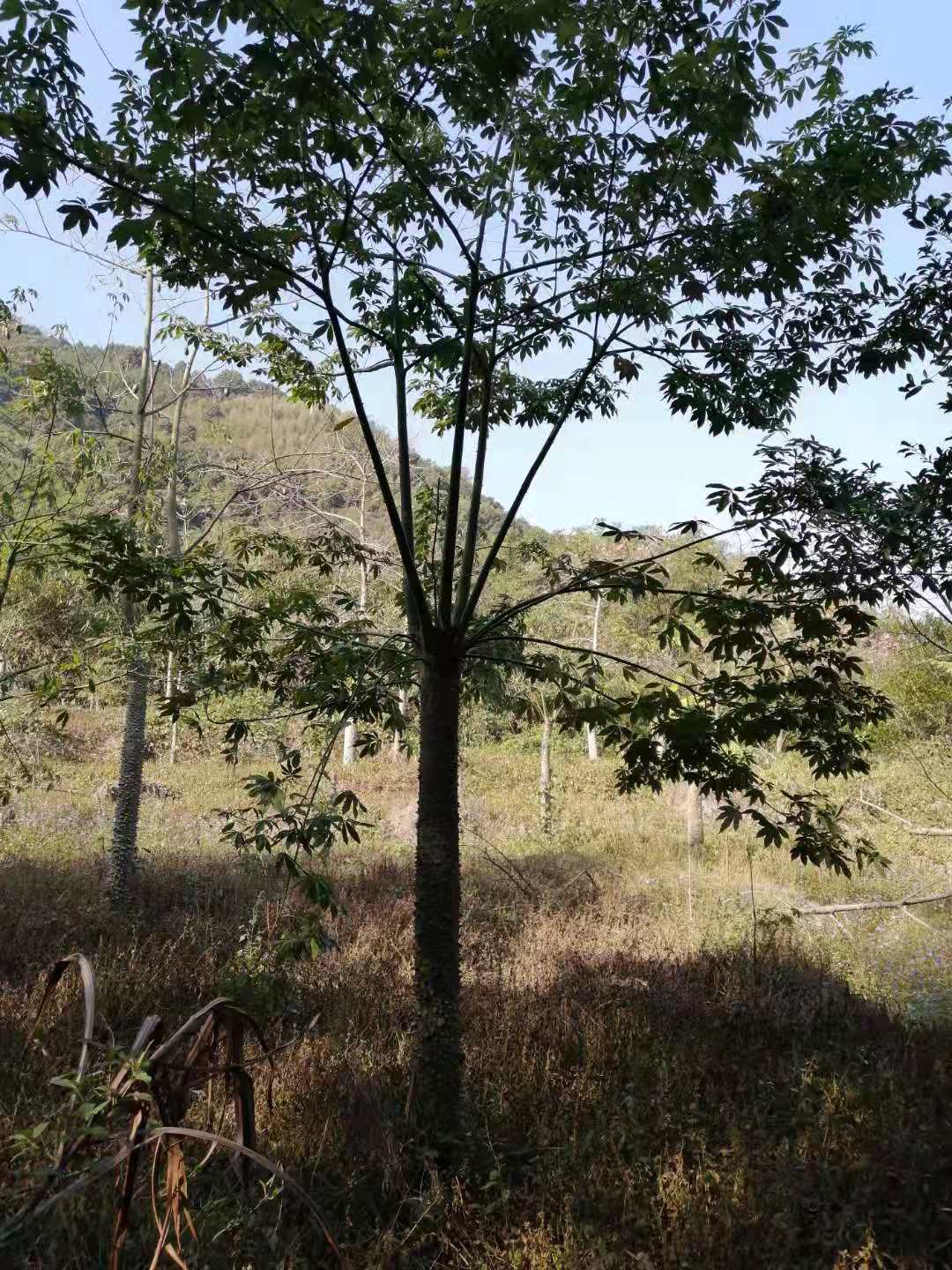 福建漳州美丽异木棉10一20公分种植批发基地批发价格哪里有卖多少钱