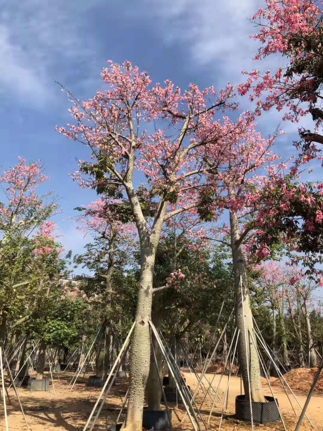 广东揭阳广东大腹木棉基地-2020广东普宁大腹木棉批发价格-优质供应商