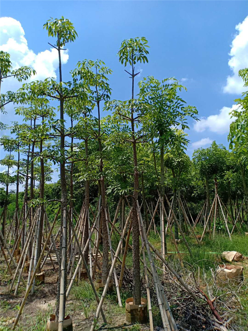 广东揭阳本地木棉基地直销、批发、价格、价钱【广东揭阳市雅信园林】