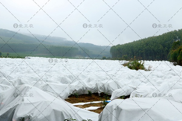 浙江丽水保山纺粘无纺布-爱卫农-涤纶纺粘无纺布