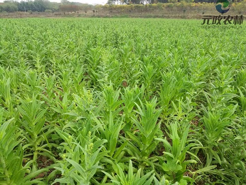 北京火锅食材**|苔菜|元政农林   北京火锅食材** 苔菜