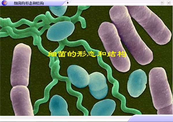 湿纸巾的抗菌剂、