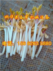 山东山东科华豆苗机_太原生花生芽的机器，多功能芽苗菜机厂家