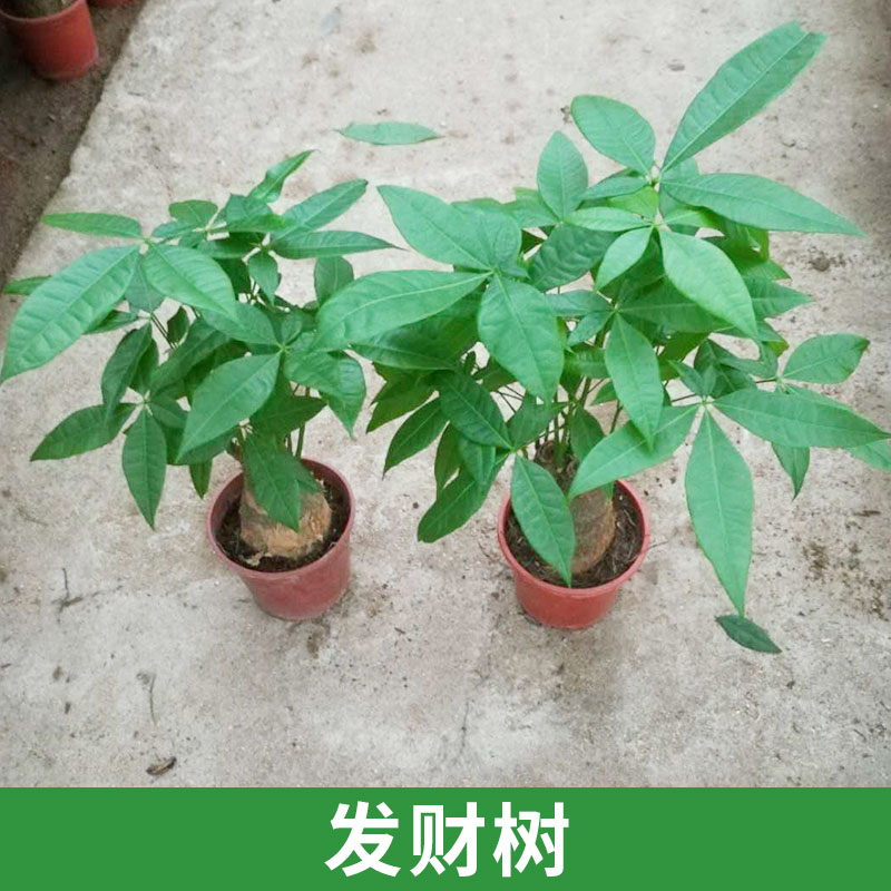 天和园艺供应发财树 室内盆栽绿植净化空气 花卉装饰摆设批发