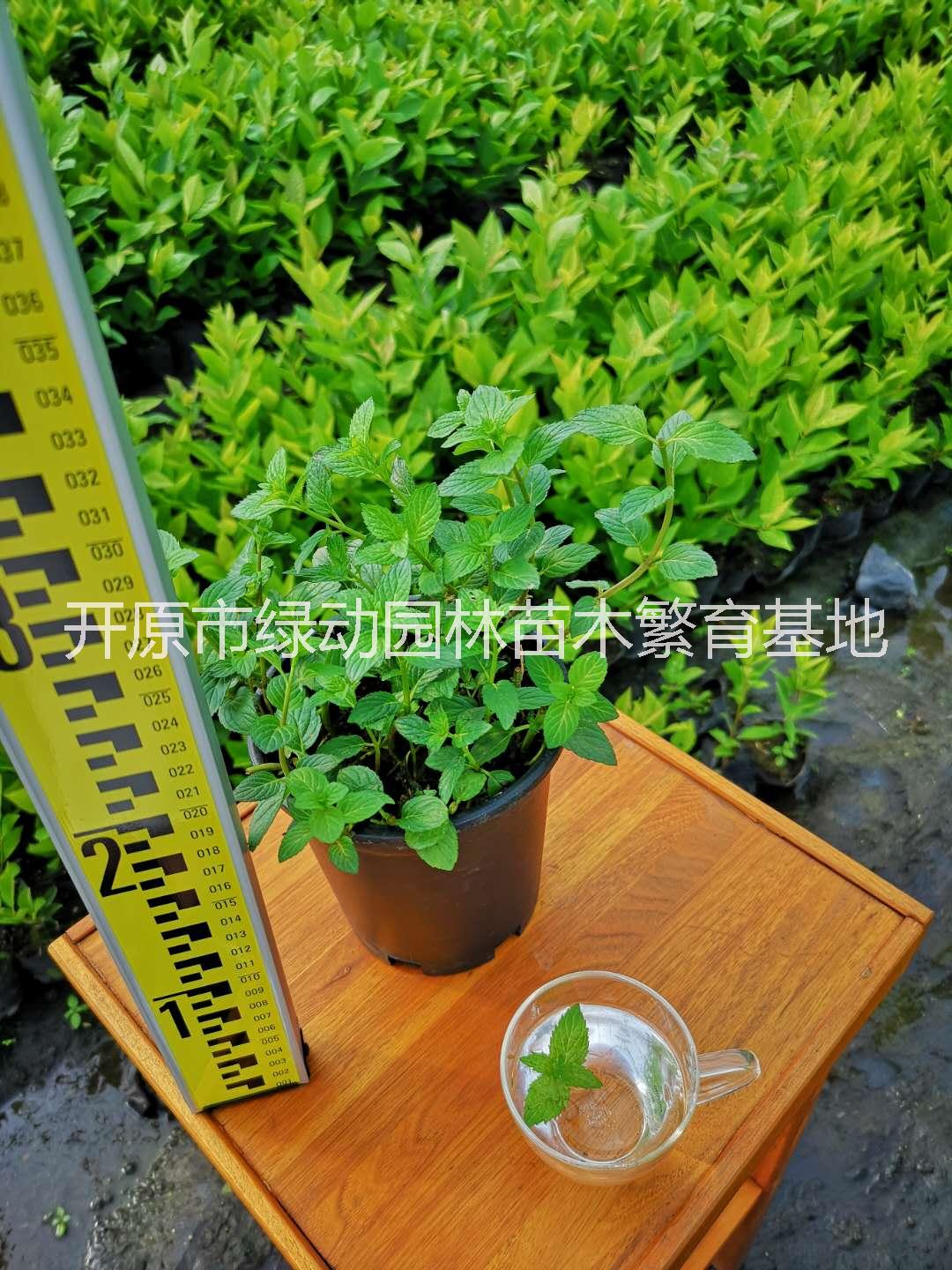 辽宁辽宁薄荷盆栽可食用驱蚊净化空气柠檬香薄荷四季种植盆栽植物