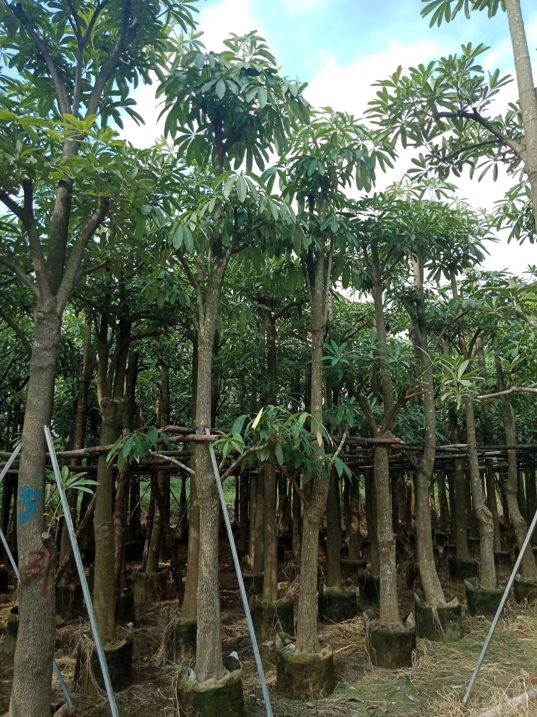 广东惠州揭阳盆架子 盆架子价格 盆架子种植基地 盆架子多少钱 盆架子供应商 揭阳盆架子哪家好 普宁盆架子 普宁盆架子哪家好