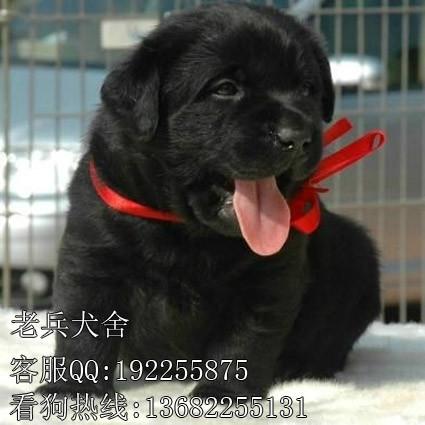 广州什么地方有卖拉布拉多幼犬 老兵狗场出售拉布拉多幼犬包纯种