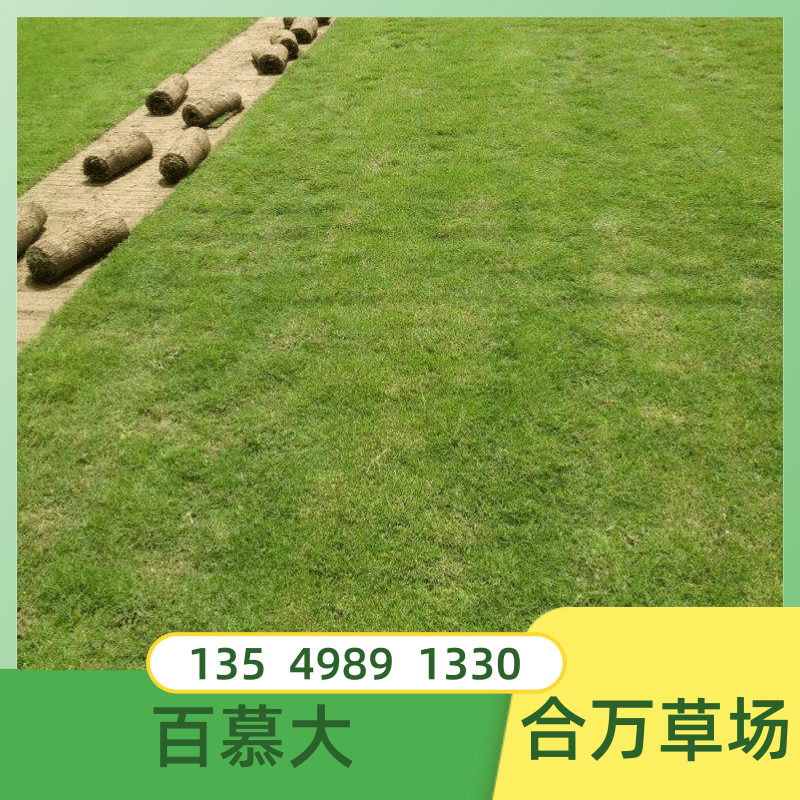 广州南沙狗牙根草卷种植基地直销价格供应电话