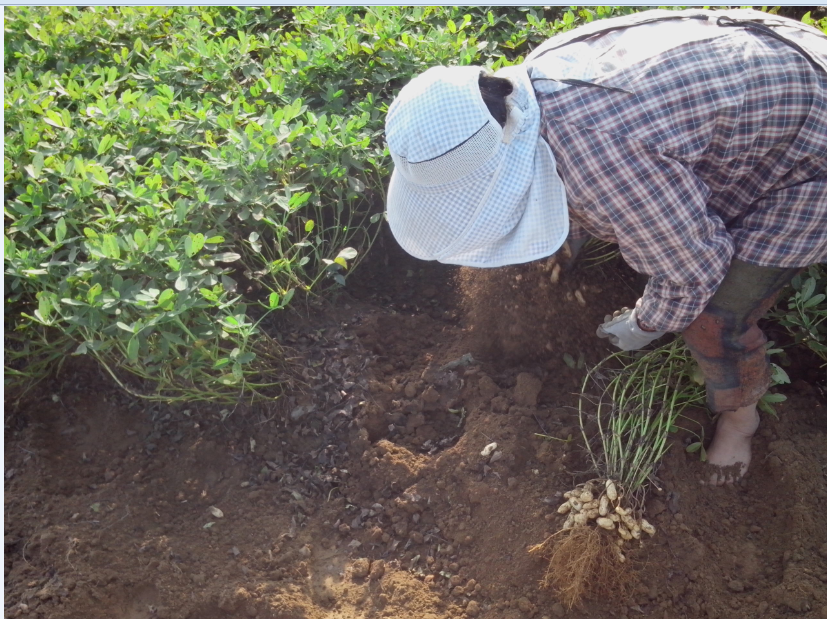 江苏江苏供应液态地膜生物降解地膜多功能微生物全降解液体农膜增温保墒除草抑菌厂家直销