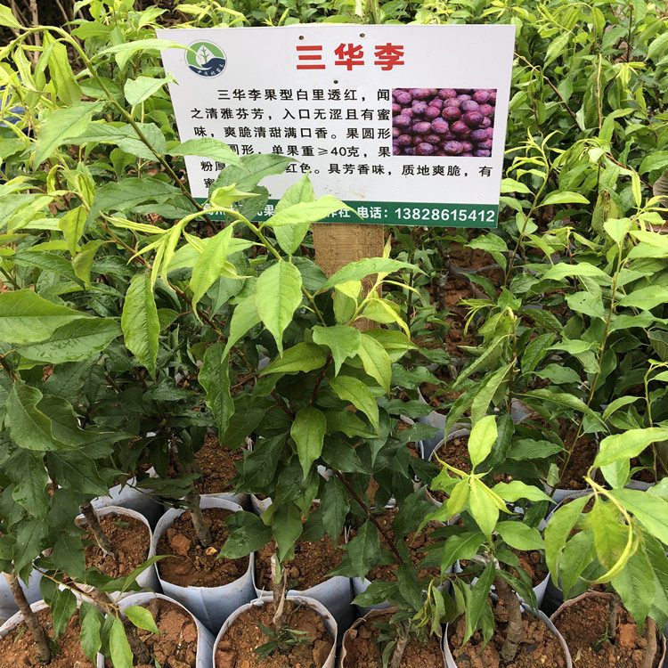 茂名信宜大量批发银妃三华李苗基地_直销价格