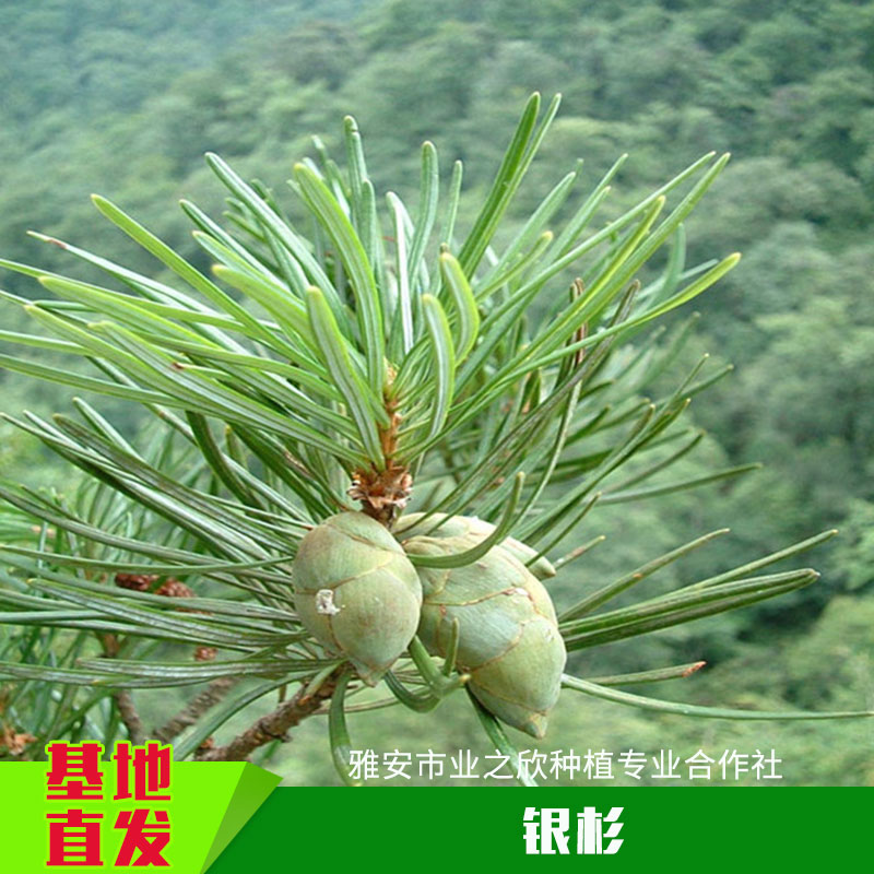 <-><->雅安业之欣种植基地直销**珍稀植物正宗银杉树苗银杉苗