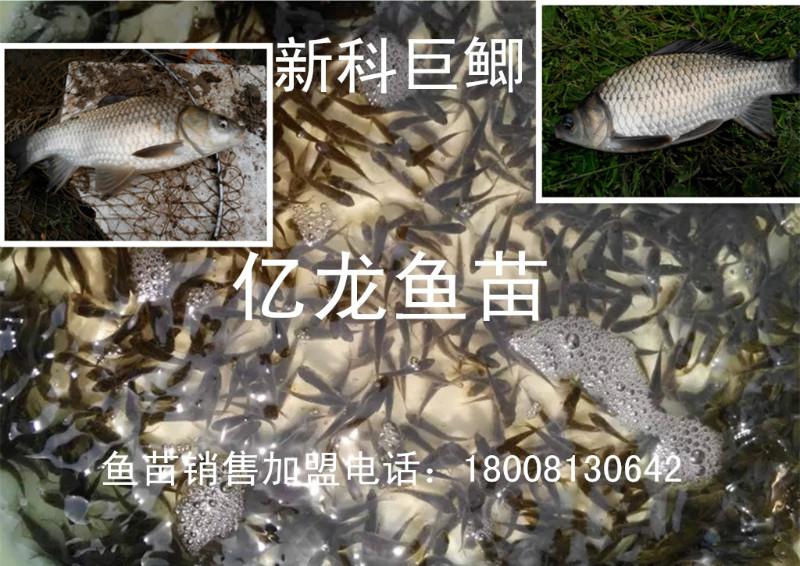 <-><->供应丰产鲫鱼水花宏丰2富银鲫水花丰产鲫鱼水花宏丰2富银鲫水花）